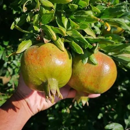 Villa Hellios Alexandros *