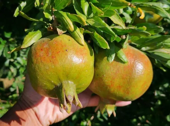 ヴィラ Hellios Alexandros *